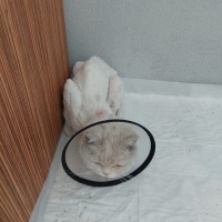 British Shorthair, Kedi Gomez fotoğrafı
