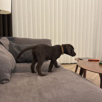 Labrador Retriever, Köpek Scooby fotoğrafı