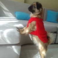 Pug, Köpek Zilli fotoğrafı