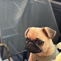 Pug, Köpek Lucky fotoğrafı