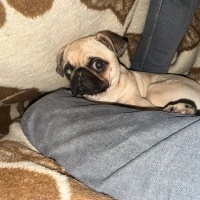 Pug, Köpek Lucky fotoğrafı