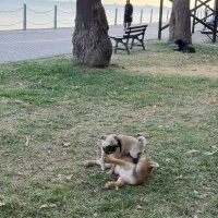 Pug, Köpek Lucky fotoğrafı