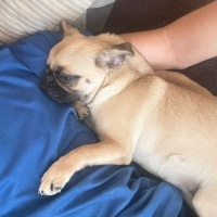 Pug, Köpek Lucky fotoğrafı