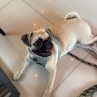 Pug, Köpek Lucky fotoğrafı