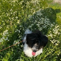 Elifdem kullanıcısının #240088 peti