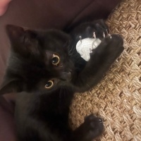 Bombay, Kedi 2.5 AYLIK ARKADAŞ CANLISI BOMBAY BEBEĞE YUVA🫧🐈⬛ fotoğrafı