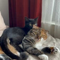 Bombay, Kedi 2.5 AYLIK ARKADAŞ CANLISI BOMBAY BEBEĞE YUVA🫧🐈⬛ fotoğrafı