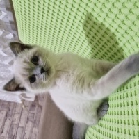 British Shorthair, Kedi British Shortair Colorpoint fotoğrafı