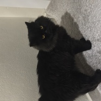 British Longhair, Kedi Fiko fotoğrafı