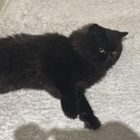 British Longhair, Kedi Fiko fotoğrafı