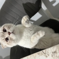 British Shorthair, Kedi Pamuk fotoğrafı