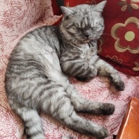 British Longhair, Kedi YUMAK fotoğrafı