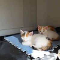 Ankara Kedisi, Kedi 5 tane yavru fotoğrafı