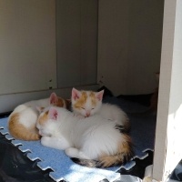 Ankara Kedisi, Kedi 5 tane yavru fotoğrafı