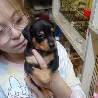 Minyatür Pinscher, Köpek 35 günlük yeni evlerine gitmeye fotoğrafı