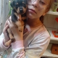 Minyatür Pinscher, Köpek 35 günlük yeni evlerine gitmeye fotoğrafı