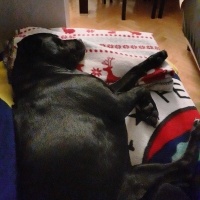 Labrador Retriever, Köpek Gece fotoğrafı