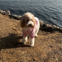 Poodle(Standart Kaniş), Köpek Pera fotoğrafı