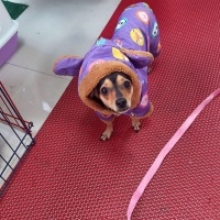 Minyatür Pinscher, Köpek Tina fotoğrafı