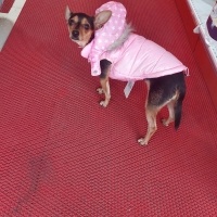 Minyatür Pinscher, Köpek Tina fotoğrafı