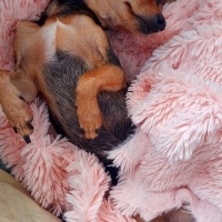 Minyatür Pinscher, Köpek Tina fotoğrafı