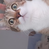 Tekir Kedi, Kedi Kader fotoğrafı