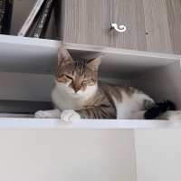 Tekir Kedi, Kedi Kader fotoğrafı