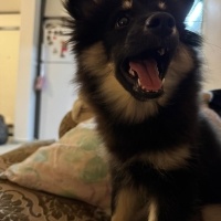 Pomeranyalı, Köpek Behlül fotoğrafı