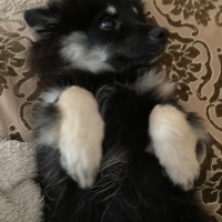 Pomeranyalı, Köpek Behlül fotoğrafı