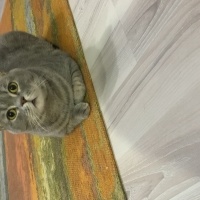 British Shorthair, Kedi Çakıl fotoğrafı