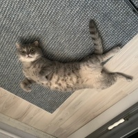 British Shorthair, Kedi Çakıl fotoğrafı