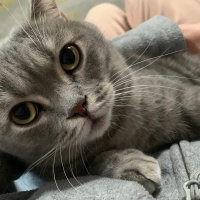 British Shorthair, Kedi Çakıl fotoğrafı