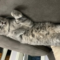 British Shorthair, Kedi Çakıl fotoğrafı