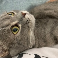 British Shorthair, Kedi Çakıl fotoğrafı