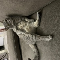 British Shorthair, Kedi Çakıl fotoğrafı