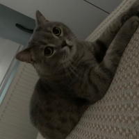 British Shorthair, Kedi Çakıl fotoğrafı