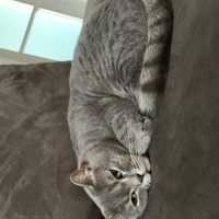 British Shorthair, Kedi Çakıl fotoğrafı