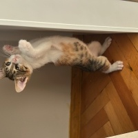 Tekir Kedi, Kedi Kavun fotoğrafı