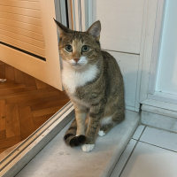 Tekir Kedi, Kedi Kavun fotoğrafı