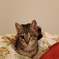 Tekir Kedi, Kedi Flora fotoğrafı