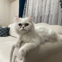 İran Kedisi (Persian), Kedi Nalan fotoğrafı