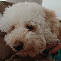 Poodle(Standart Kaniş), Köpek Pito fotoğrafı