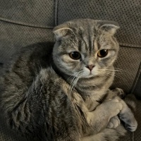 Scottish Fold, Kedi Şila fotoğrafı