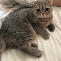 Scottish Fold, Kedi Şila fotoğrafı