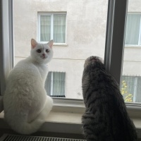 British Shorthair, Kedi julıet fotoğrafı