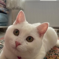 British Shorthair, Kedi julıet fotoğrafı