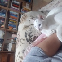 Van Kedisi, Kedi Küçümen fotoğrafı