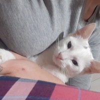 Van Kedisi, Kedi Küçümen fotoğrafı