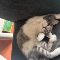 Tekir Kedi, Kedi Sütlaç fotoğrafı