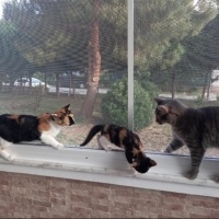 Tekir Kedi, Kedi fıstık fotoğrafı